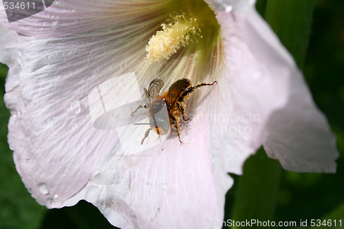 Image of bee on the flower