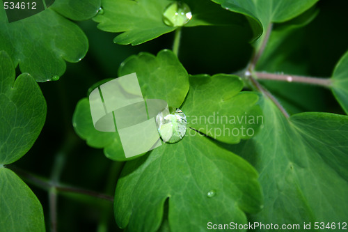 Image of water drops on leaves