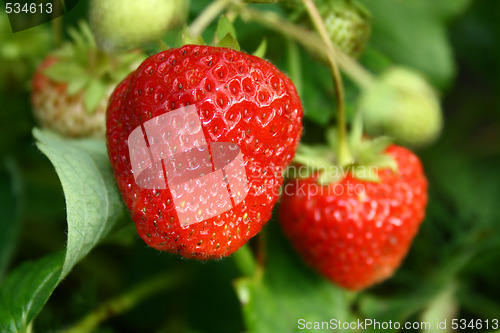 Image of mellow strawberry