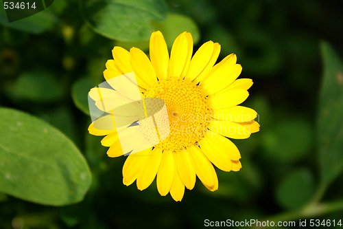 Image of yellow flower