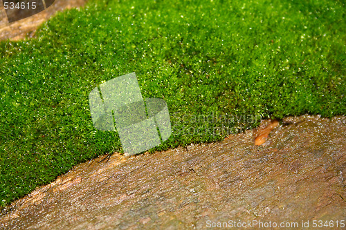 Image of Mossy wood