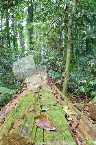 Image of fallen tree 