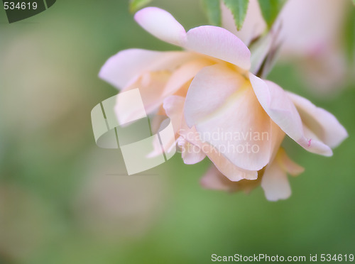 Image of soft pink rose 