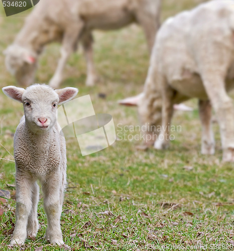 Image of cute lamb on farm 