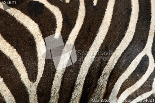 Image of zebra stripes