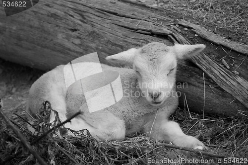 Image of cute lamb on farm