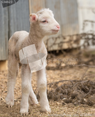 Image of cute lamb on farm