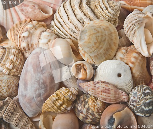 Image of seashells background