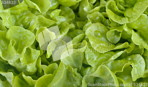 Image of lettuce background