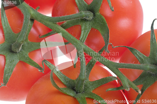 Image of tomatoes on vine