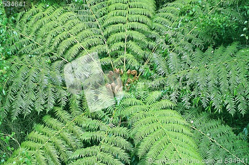 Image of tree fern in rainforest