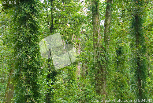 Image of rainforest trees