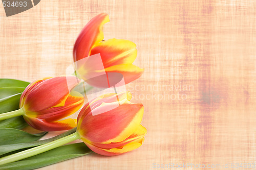 Image of Tulips