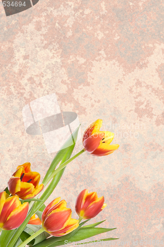 Image of Tulips