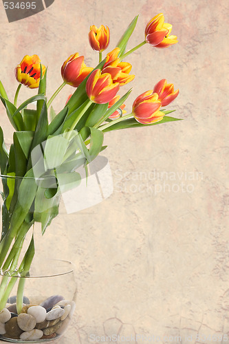 Image of Tulips