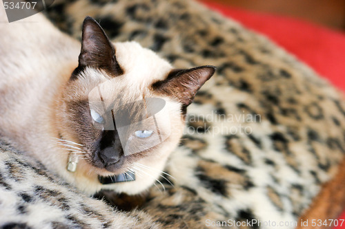 Image of Cat
