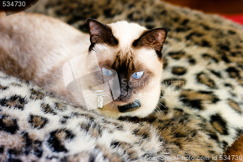 Image of Cat