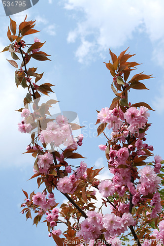 Image of Crab apple.