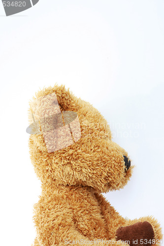 Image of side view bear