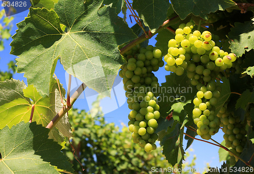 Image of wine grapes