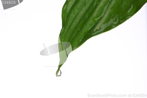 Image of green leaf