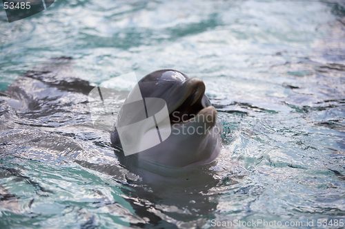 Image of Dolphin