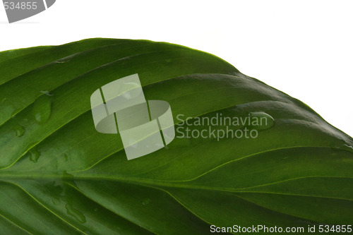 Image of water on leaf