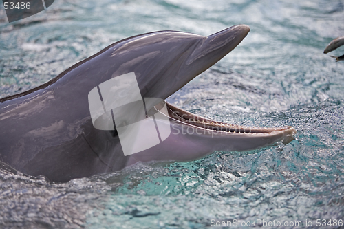 Image of Dolphin