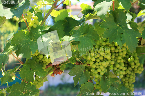 Image of grapevine