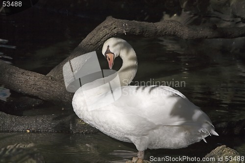 Image of Swan