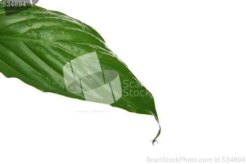 Image of wet leaf