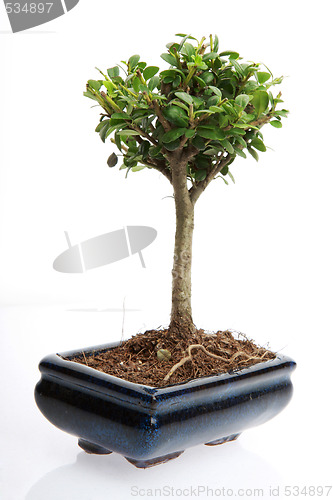 Image of small bonsai tree