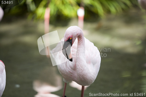 Image of Flamingo