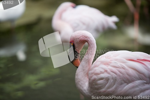 Image of Flamingo