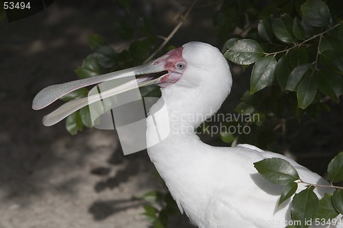 Image of Spoonbill