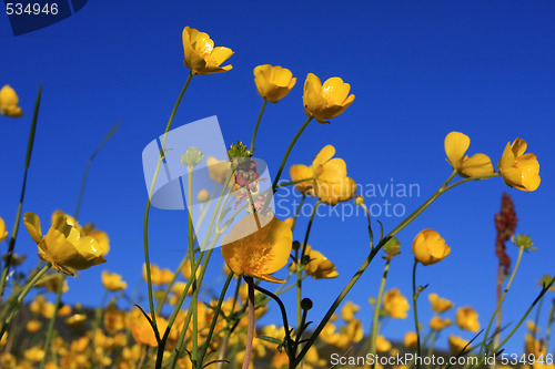 Image of buttercup field