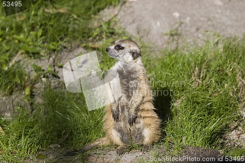 Image of Merecat