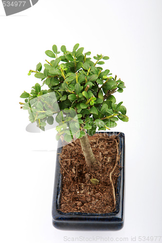 Image of small bonsai 