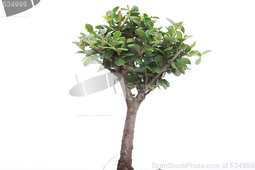 Image of japanese bonsai