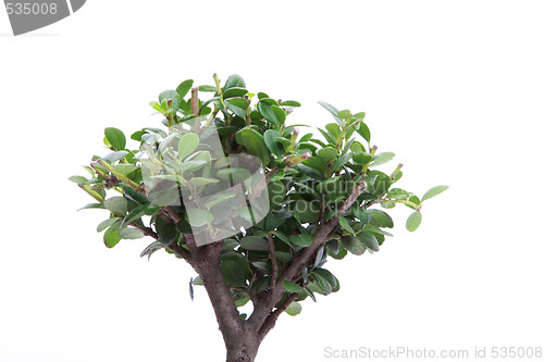 Image of small tree