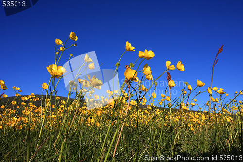 Image of buttercup closeup