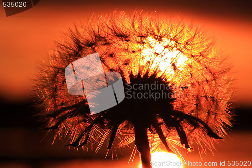 Image of Dandelion sunset