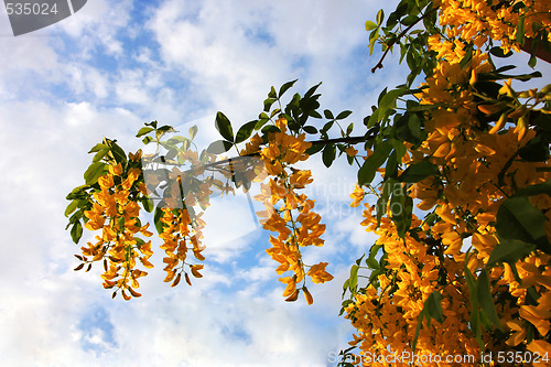 Image of yellow foliage