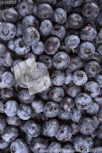 Image of wild blueberry background