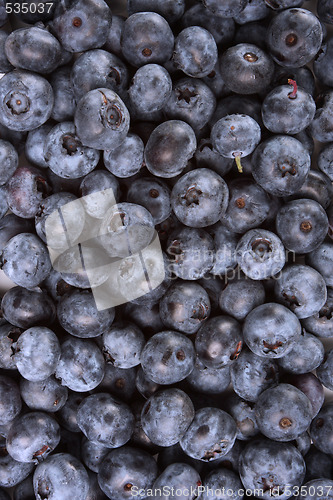 Image of wild blueberry background