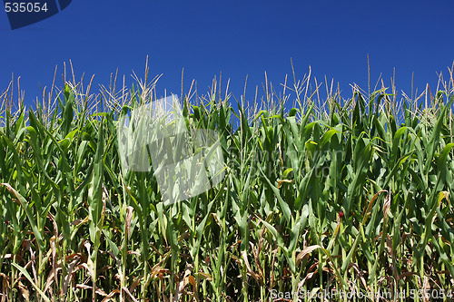 Image of corn field