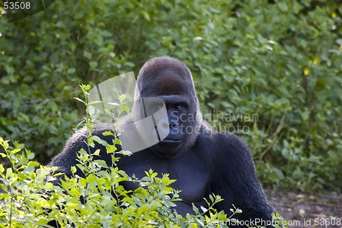Image of Gorilla