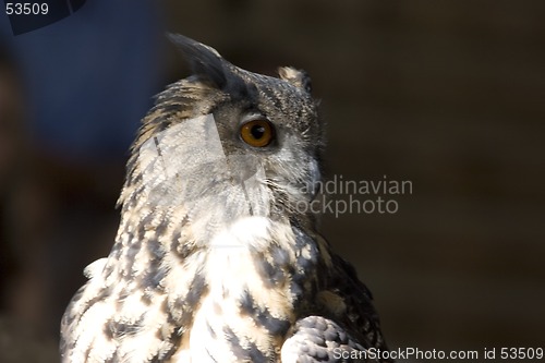 Image of Owl