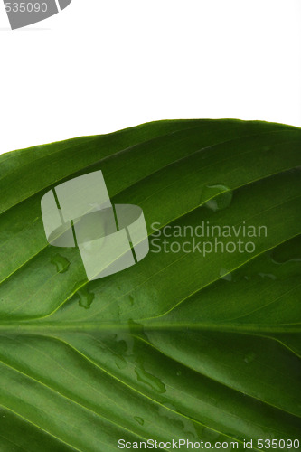 Image of plant leaf