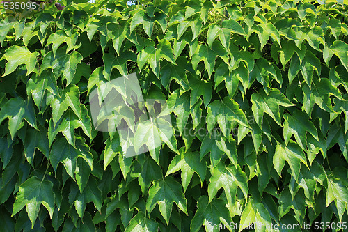 Image of leaf background